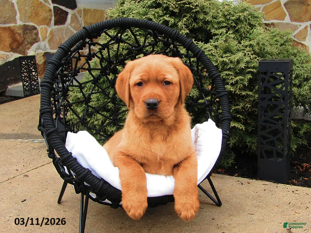 Labrador Retriever dogs for sale: Karter - Ad 2