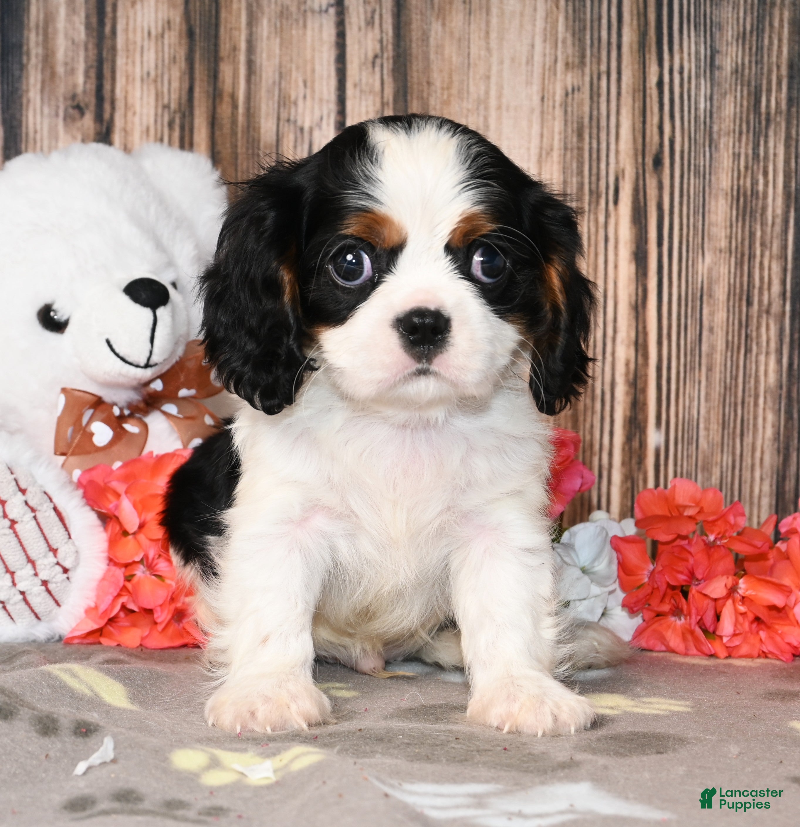 Cavalier King Charles Spaniel dogs Everest - Ad 41