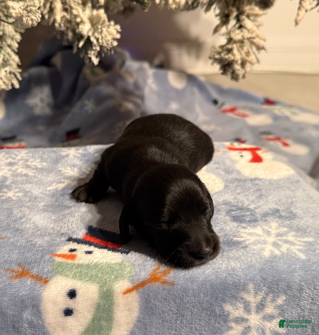 Miniature Dachshund dogs for sale: Joyce - Ad 4