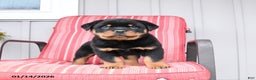 Rottweiler dogs for sale: Saber - Ad 1