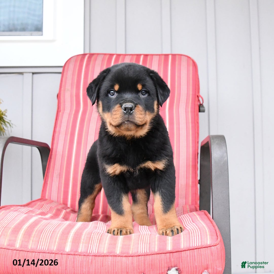 Rottweiler dogs for sale: Saber - Ad 1