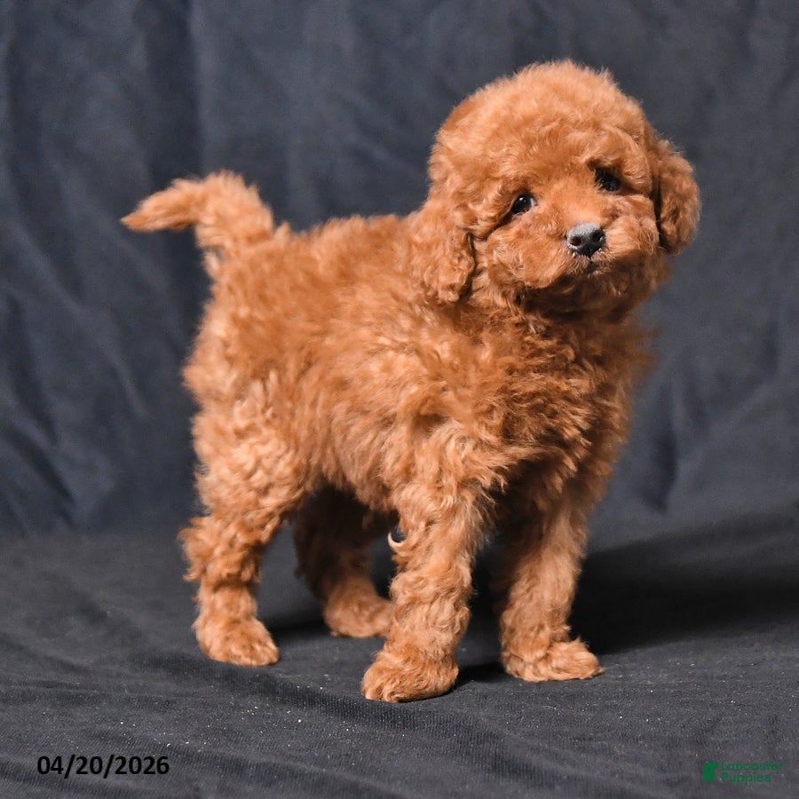 Toy Poodle dogs Zane - Ad 2