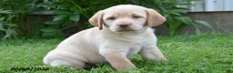 Labrador Retriever dogs for sale: Maya - Ad 2