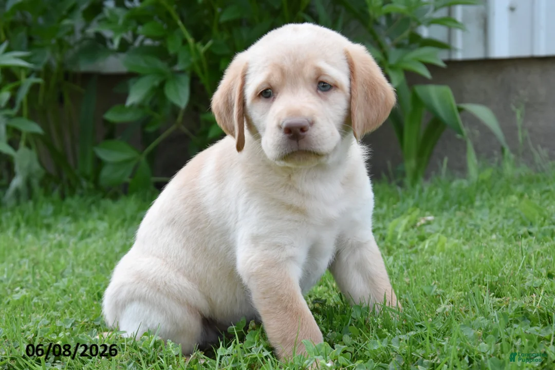 Labrador Retriever dogs for sale: Maya - Ad 2