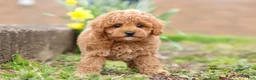 Maltipoo dogs for sale: Brittany - Ad 3