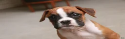 Boxer dogs for sale: Zoey - Ad 5
