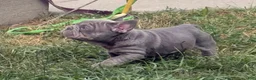 French Bulldog dogs for sale: Blue - Ad 17