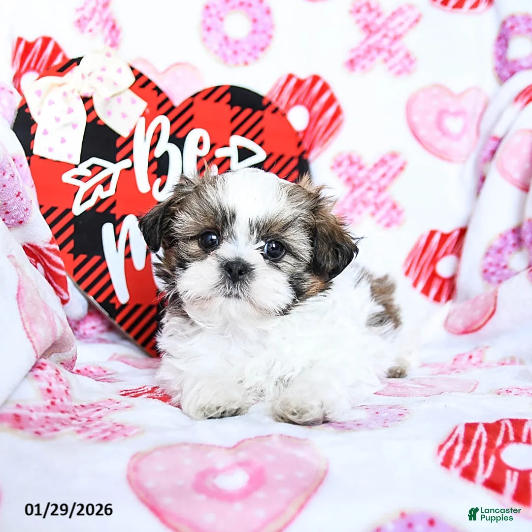 Shih Tzu dogs for sale: Granger - Ad 3