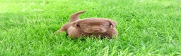 Labrador Retriever dogs for sale: Myra  - Ad 4