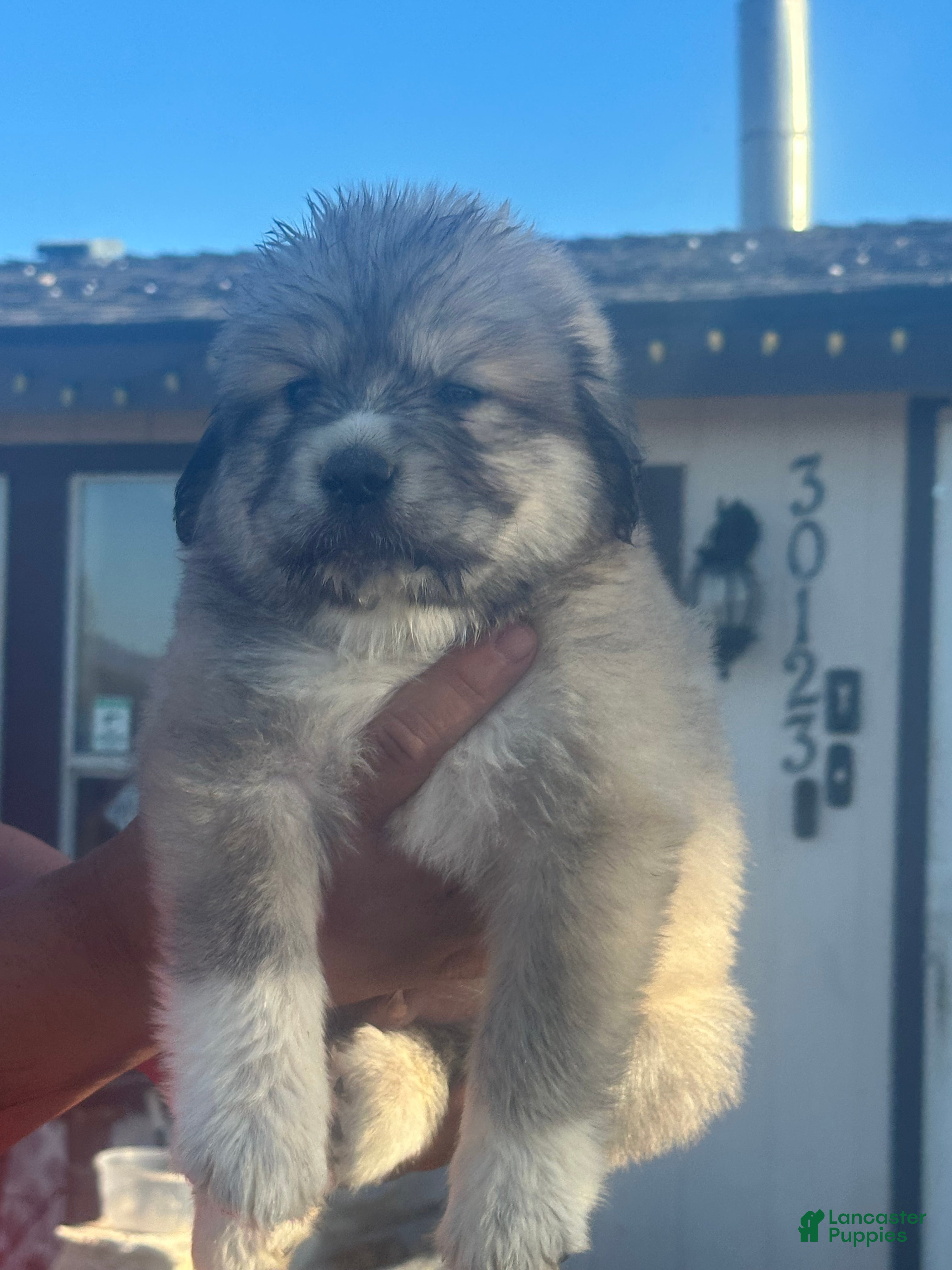 Mixed Breed dogs Mixed Breed Puppy 8 - Ad 35