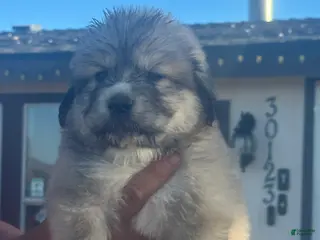 Mixed Breed dogs Mixed Breed Puppy 8 - Ad 35