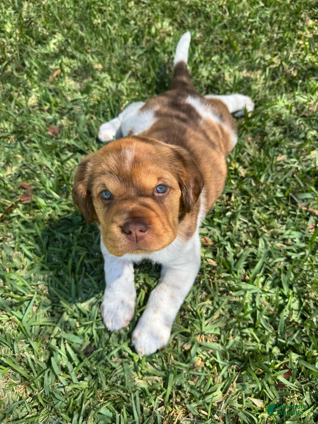 Mini Hippo dogs for sale: Mini Hippo - Affogato  - Ad 1