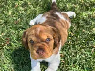 Mini Hippo dogs Mini Hippo - Affogato - Ad 3