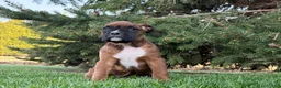 Boxer dogs for sale: Daisy  - Ad 5