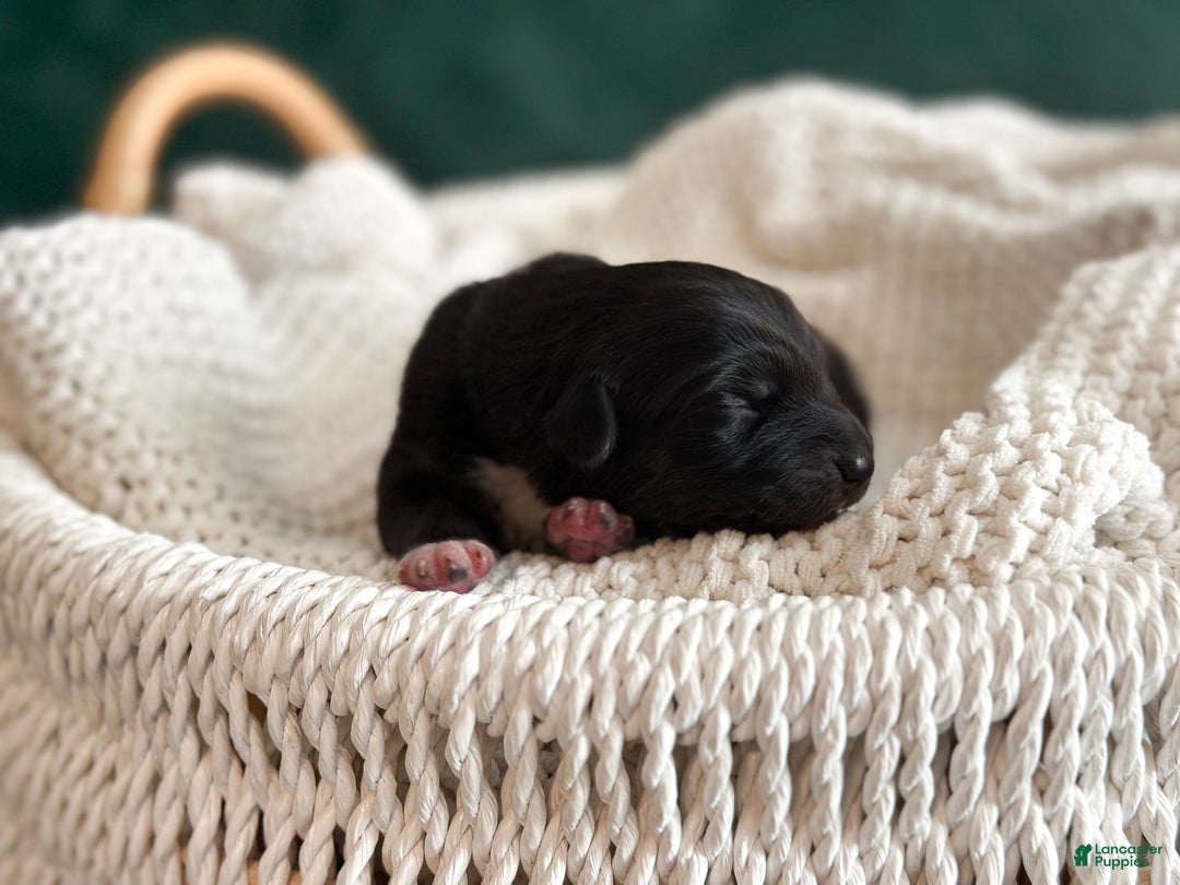 Australian Shepherd dogs for sale: Black Tri Female (Violet) - Ad 5