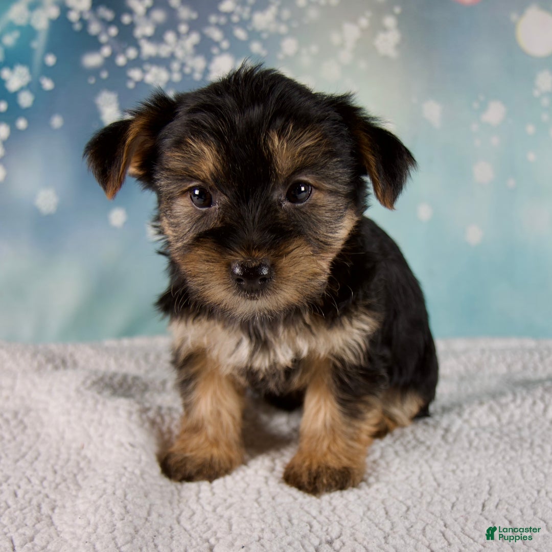 Morkie dogs for sale: Bonnie - Ad 3