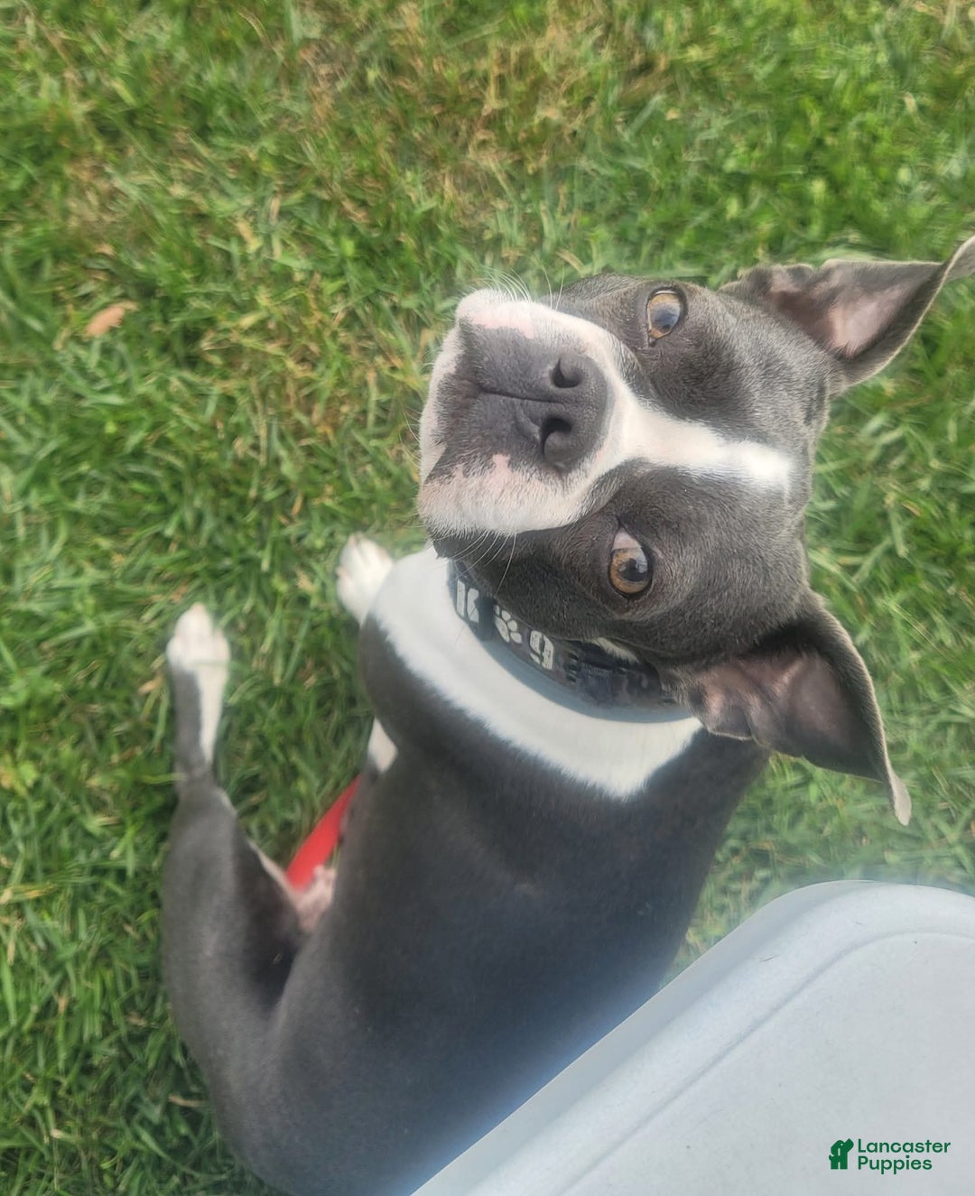 Mixed Breed dogs for sale: Mixed Breed Puppy 2 - Ad 2