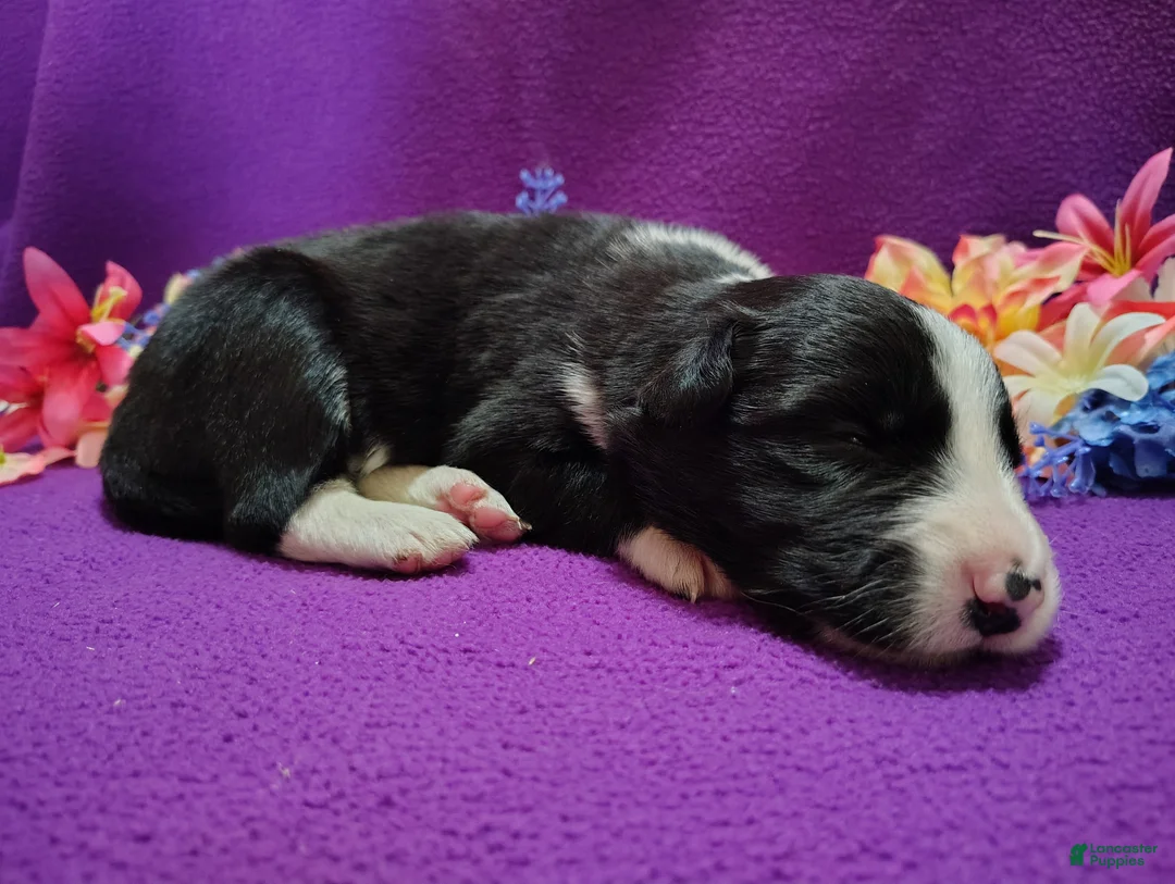 Border Collie dogs for sale: Ally - Ad 4
