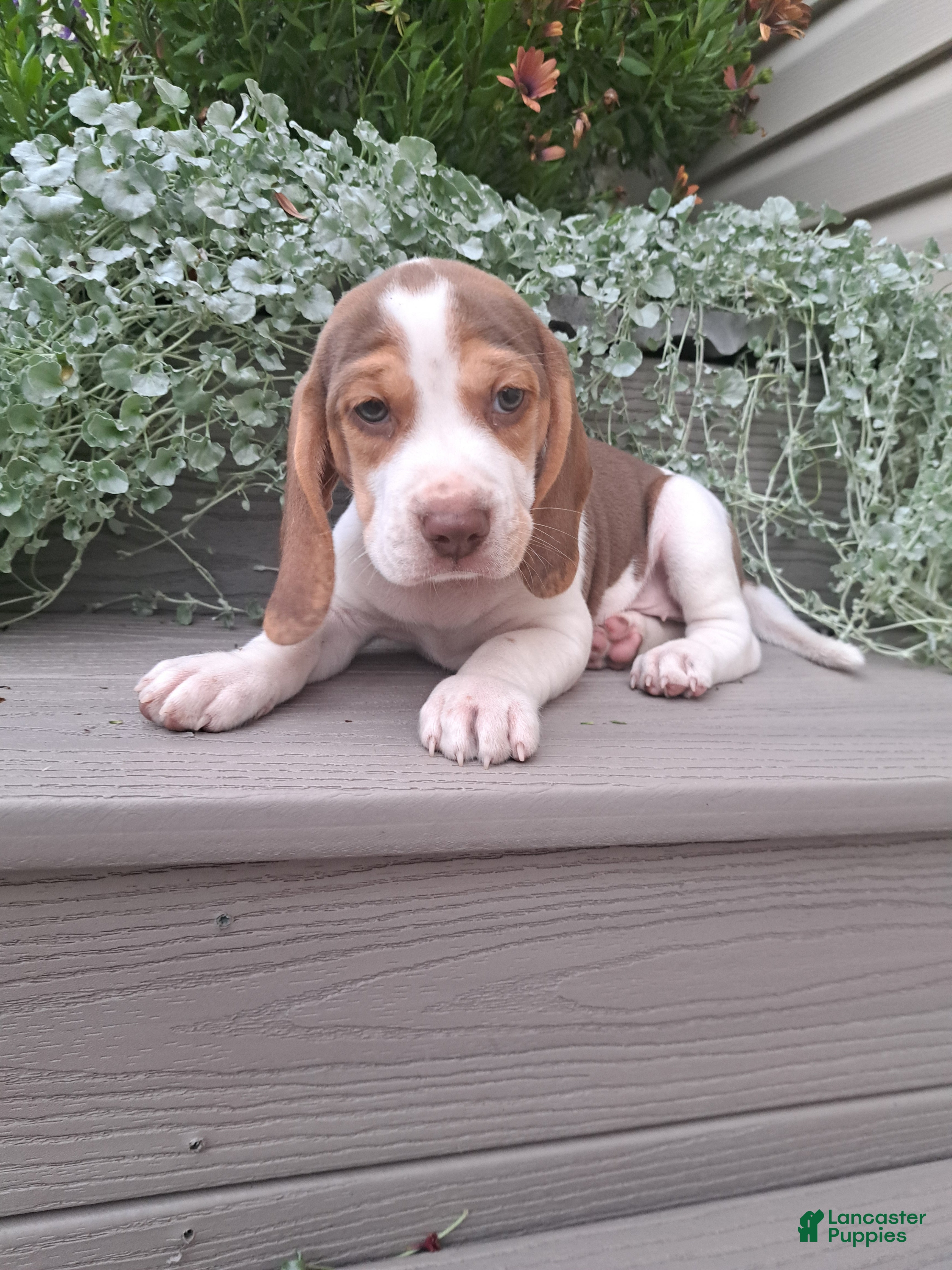 Beagle dogs HONEY - Ad 2