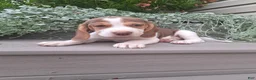 Beagle dogs for sale: HONEY - Ad 2
