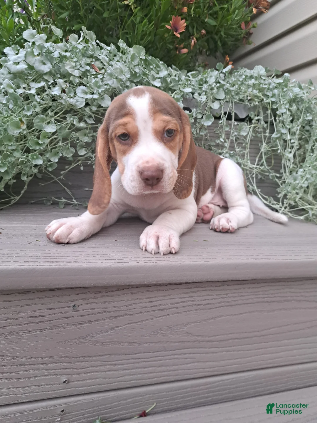 Beagle dogs for sale: HONEY - Ad 2