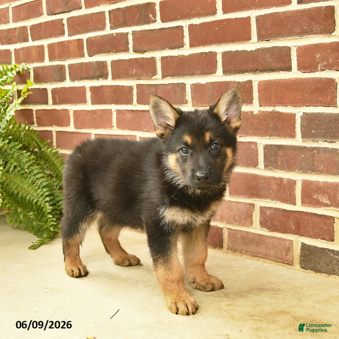 German Shepherd dogs for sale: Bowe - Ad 5