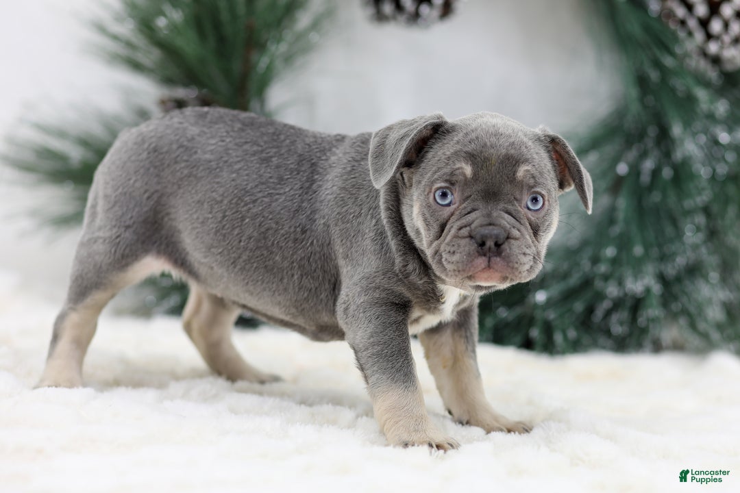 French Bulldog dogs for sale: Iris - Ad 4