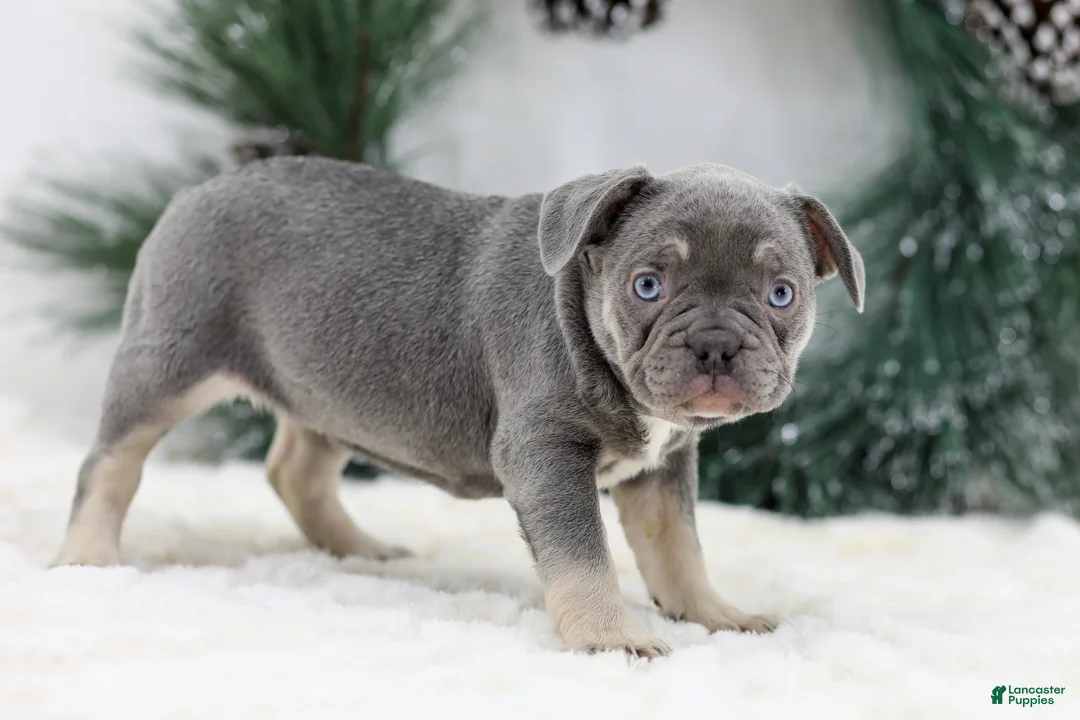 French Bulldog dogs for sale: Iris - Ad 4