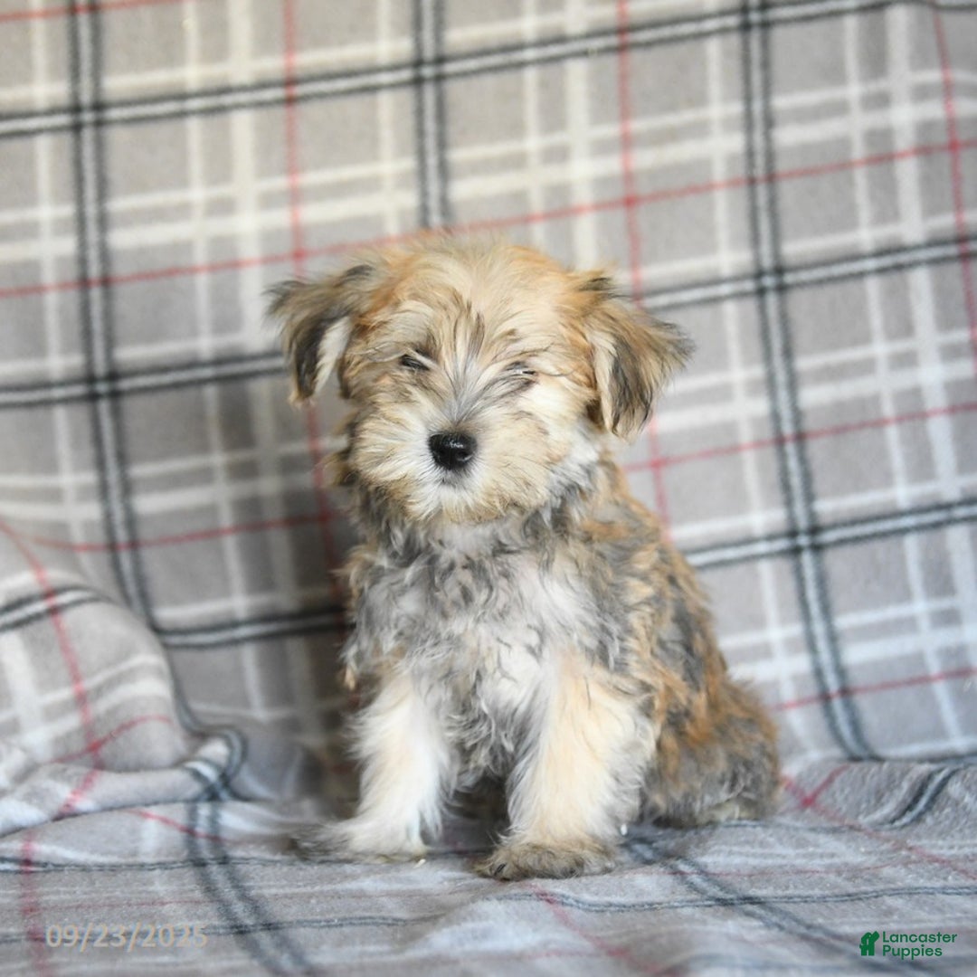 Morkie dogs for sale: Vinnie - Ad 11