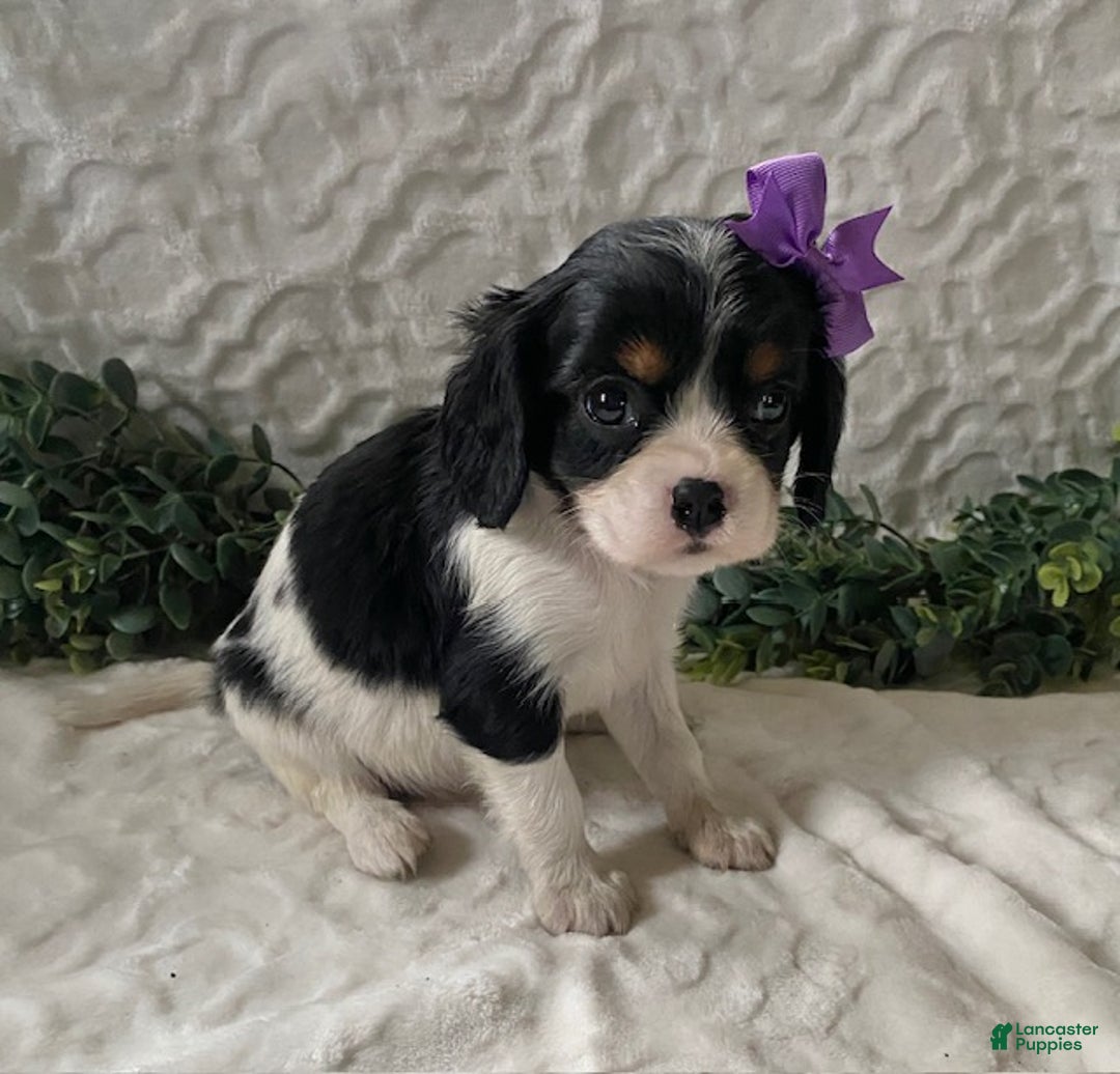 Cavalier King Charles Spaniel dogs for sale: Gabby- black tricolor - Ad 4