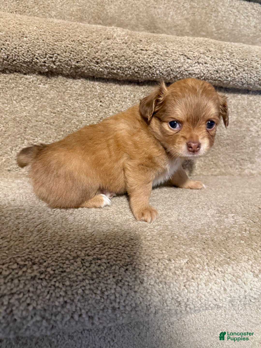 Chihuahua dogs for sale: Chihuahua Puppy  - Ad 9