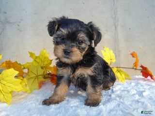 Yorkiepoo dogs - Ad 24