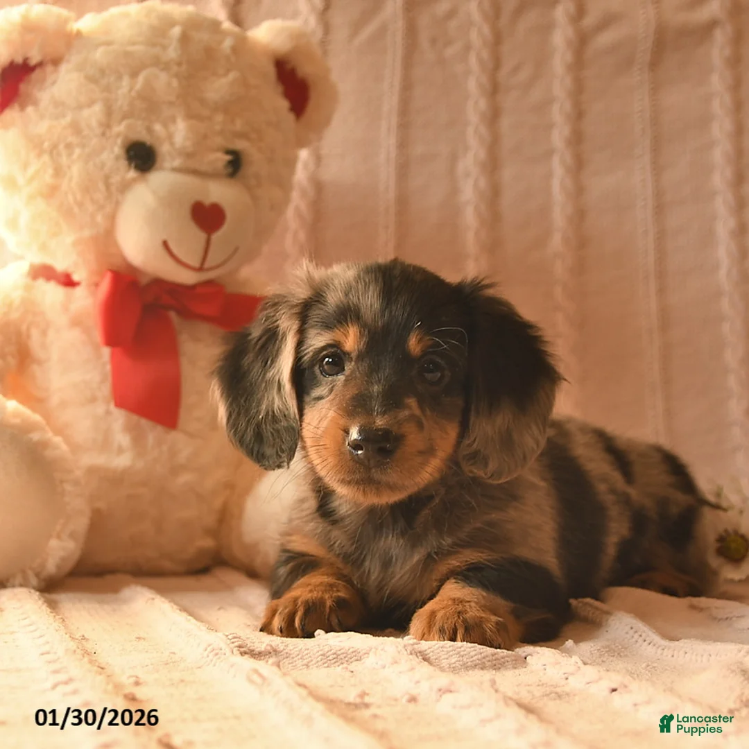 Miniature Dachshund dogs for sale: Jasper  - Ad 5
