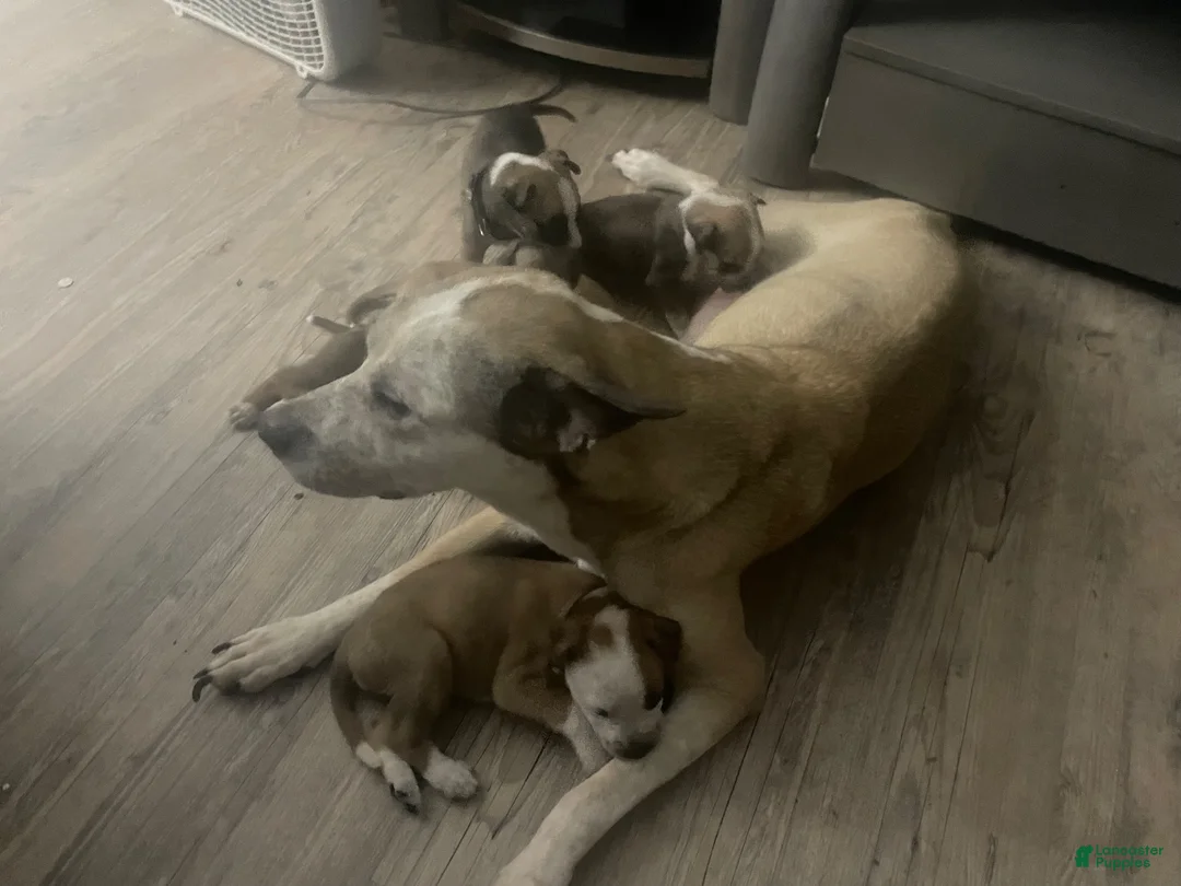Mixed Breed dogs for sale: Mixed Breed 4 - Ad 2