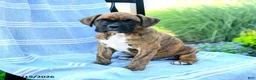 Boxer dogs for sale: Oscar - Ad 4