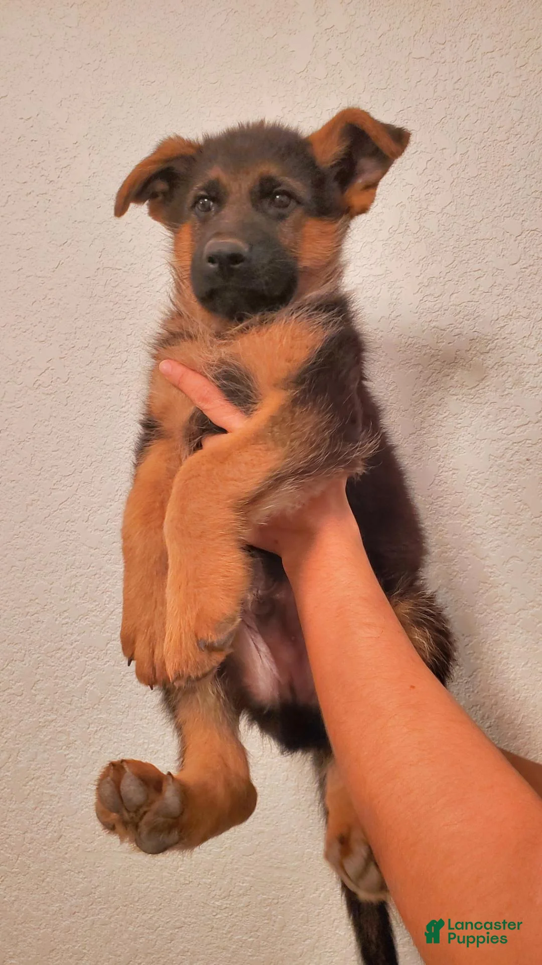 German Shepherd dogs for sale: AKC German Shepherd Pup - Ad 3
