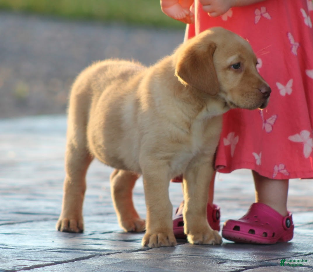 Labrador Retriever dogs Buddy - Ad 2
