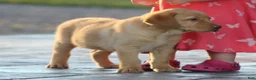 Labrador Retriever dogs for sale: Buddy - Ad 2