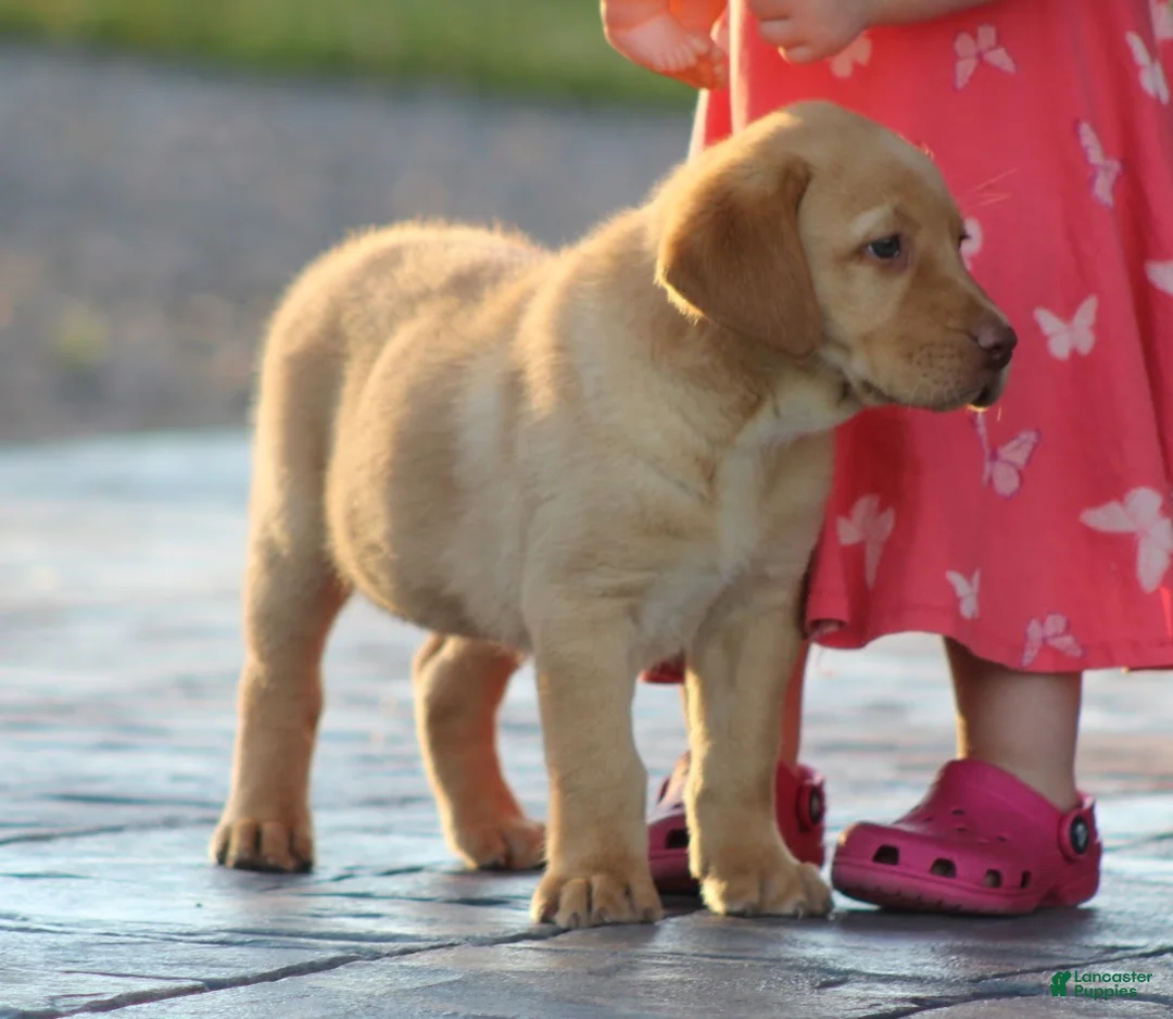 Labrador Retriever dogs for sale: Buddy - Ad 2