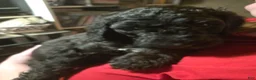 Standard Poodle dogs for sale: Poppy - Ad 1