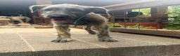Irish Wolfhound dogs for sale: Puppy 7: Giorgia - Ad 11
