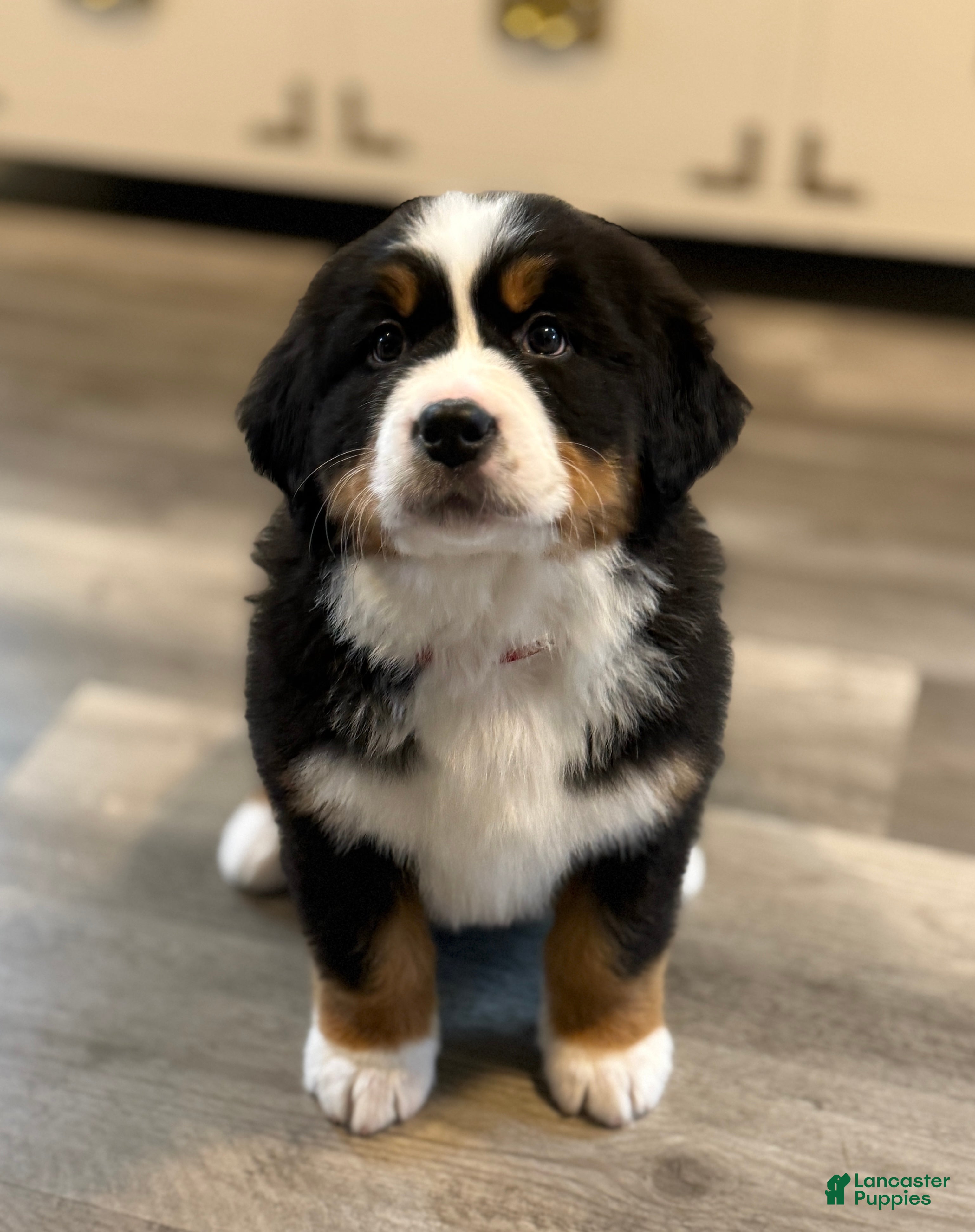 Bernese Mountain Dog dogs Mars, AKC registered, Ready Now! - Ad 2