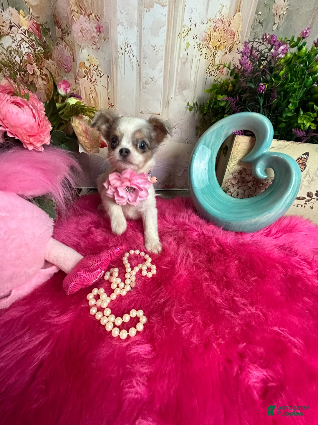 Chihuahua dogs for sale: Bluebell in California  - Ad 2