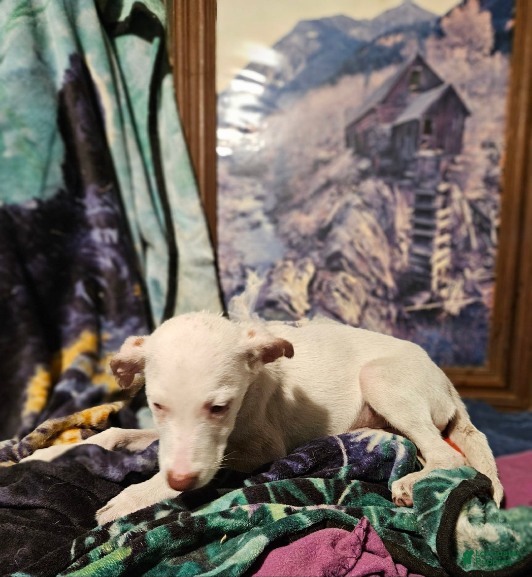 Border Collie dogs for sale: Hissy - Ad 7