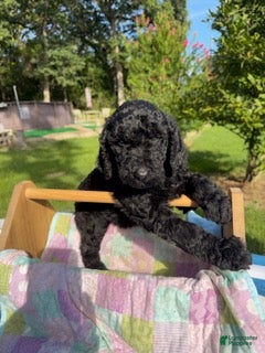 Goldendoodle dogs Glenda - Ad 19