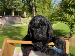 Goldendoodle dogs Glenda Ready for a Loving Home - Ad 34