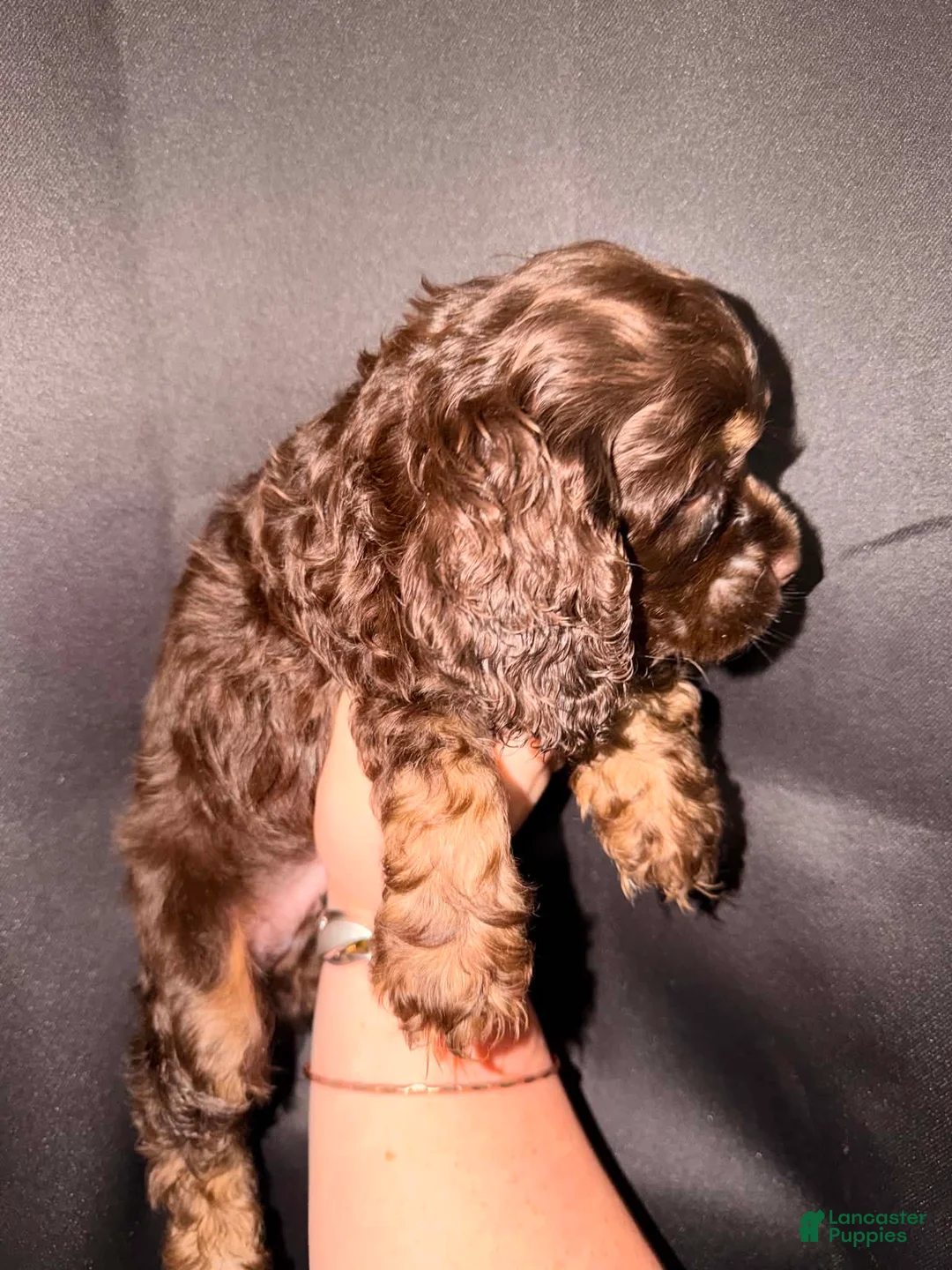 Cocker Spaniel dogs for sale: Teddy - Ad 2