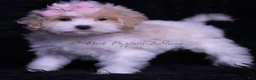 Maltipoo dogs for sale: Miss Priss - Ad 3