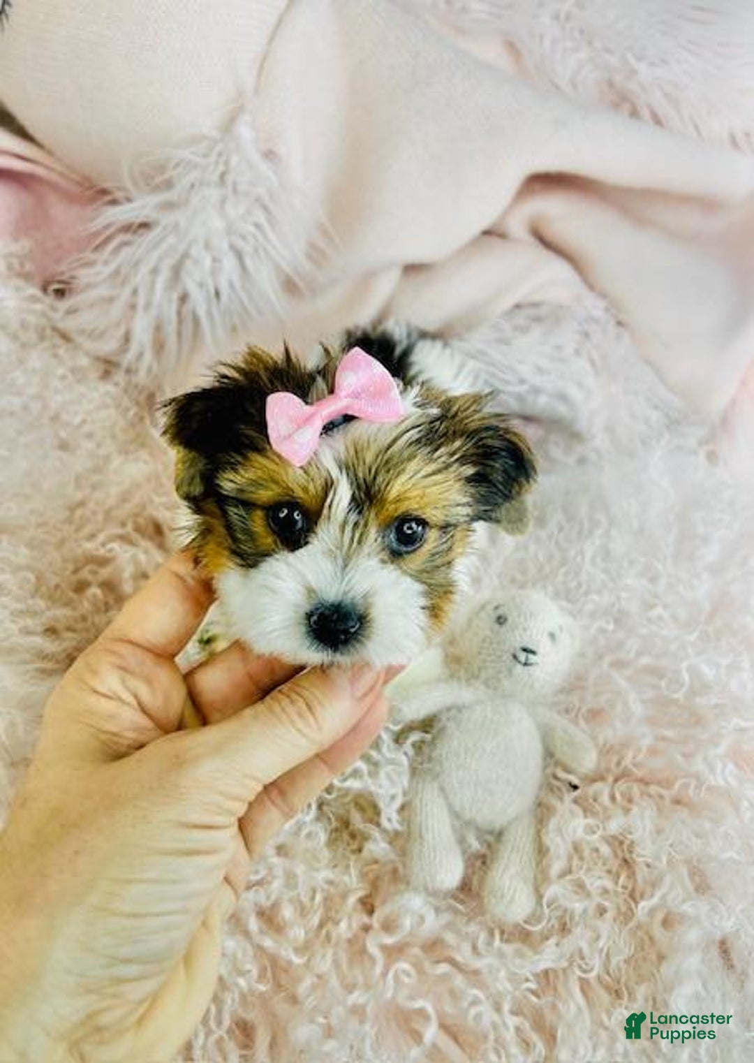 Yorkshire Terrier dogs for sale: Yorkshire Terrier Puppy 1 - Ad 5