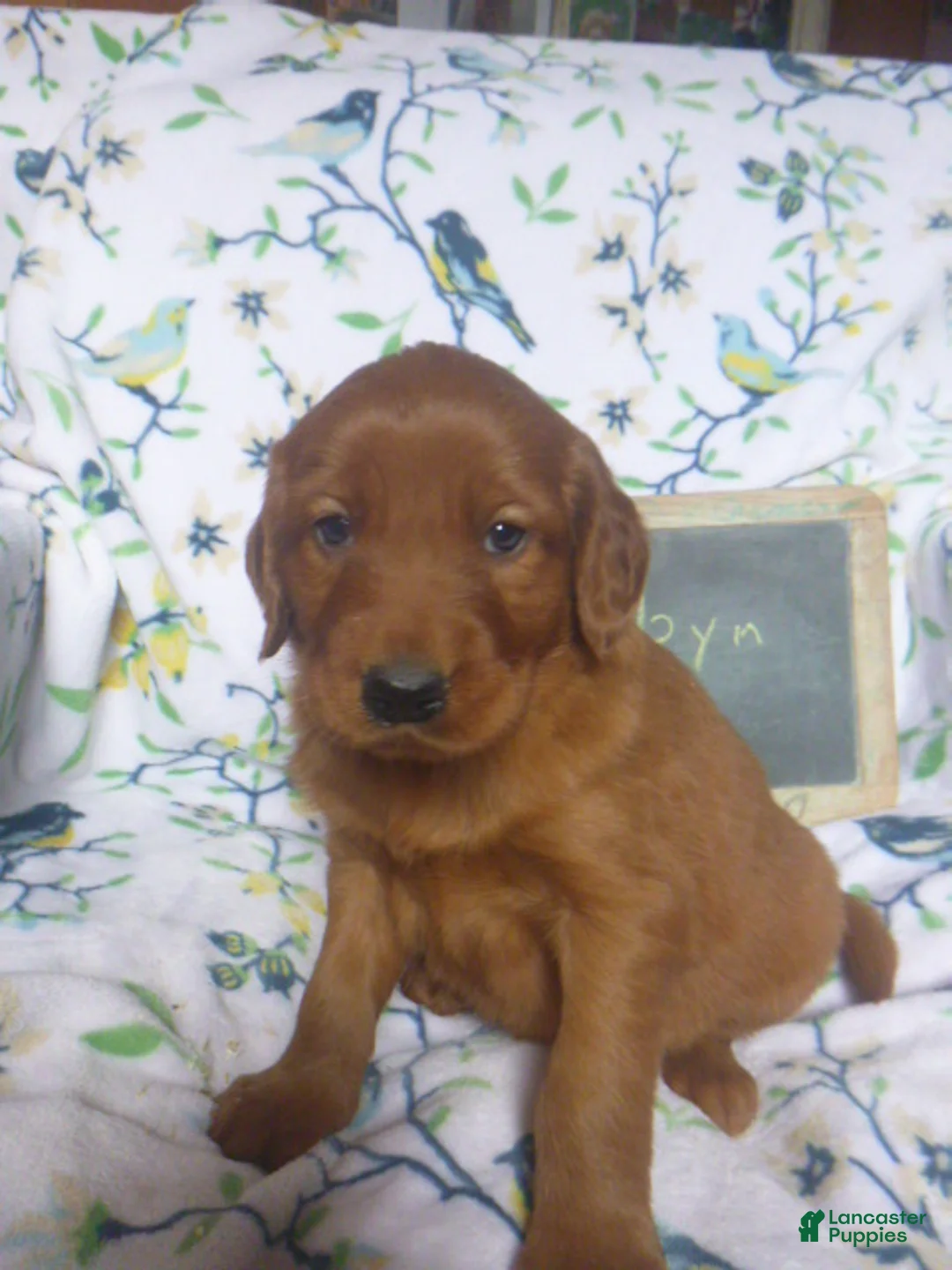 Mixed Breed dogs for sale: Robyn - Ad 2